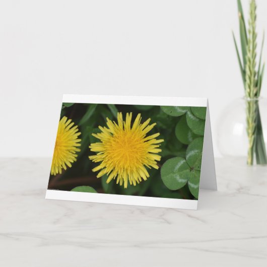 Dandelion, carte (Devant)