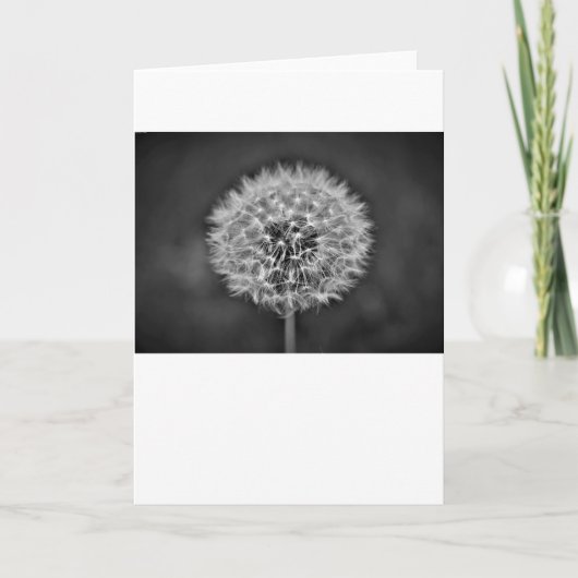 Dandelion, carte (Devant)