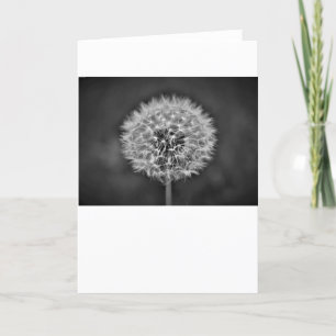 Dandelion, carte
