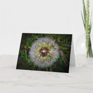 Dandelion, carte