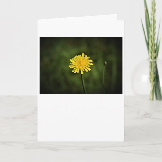 Dandelion, carte (Devant)