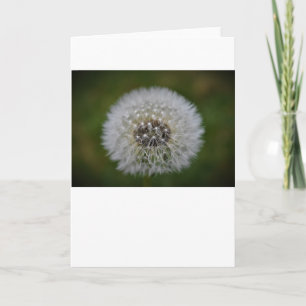 Dandelion, carte