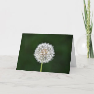 Dandelion, carte