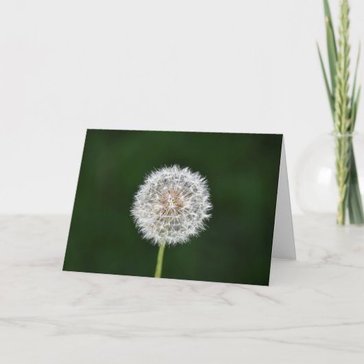 Dandelion, carte (Devant)