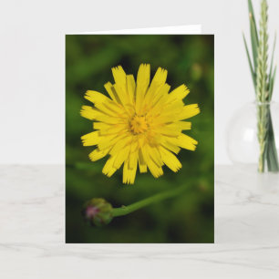 Dandelion, carte