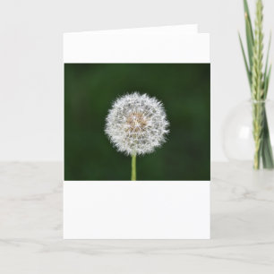Dandelion, carte