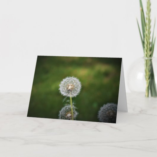 Dandelion, carte (Devant)