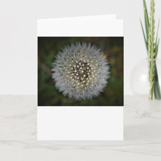 Dandelion, carte (Devant)