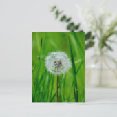Dandelion - Carte postale (Debout devant)
