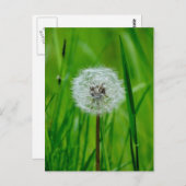 Dandelion - Carte postale (Devant / Derrière)