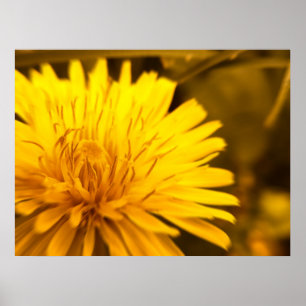 Dandelion Close Poster