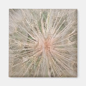 Dandelion Close Up Magnet (Devant)