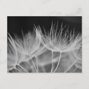 Dandelion Closeup in Black White Briefkaart