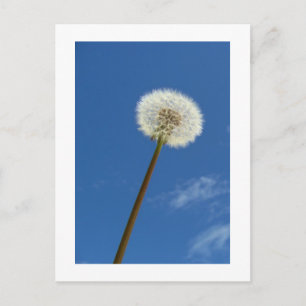 Dandelion contre le ciel bleu - Carte postale