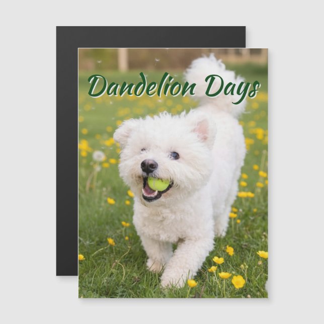 Dandelion Days (Voorkant / Achterkant)