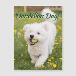 Dandelion Days