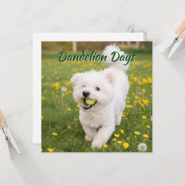 Dandelion Days Kaart