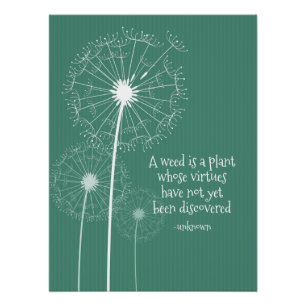 Dandelion Design Poster Perfect Poster