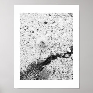 Dandelion Dreams Black and White Photography Poster