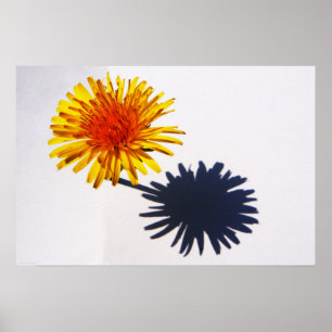 Dandelion en Shadow wapn Poster
