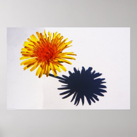 Dandelion en Shadow wapn Poster (Voorkant)
