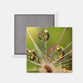 Dandelion en waterdruppels magneet (Voorkant / Achterkant)