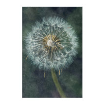 Dandelion Ethereal - Photo Art Fine