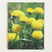 Dandelion Fleurs Dandelions Jaune Vert (Devant)