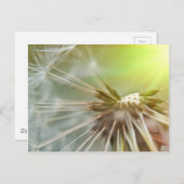Dandelion Flower Briefkaart (Voorkant / Achterkant)