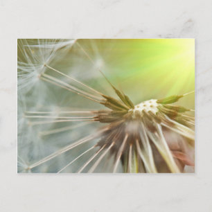 Dandelion Flower Briefkaart