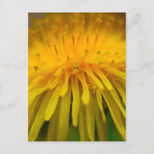 Dandelion Flower   Fotografie van Floral en Macro Briefkaart