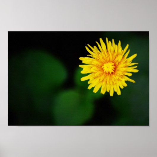 Dandelion Flower Poster (Voorkant)