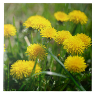 Dandelion Flowers Dandelions Yellow Green Tegeltje