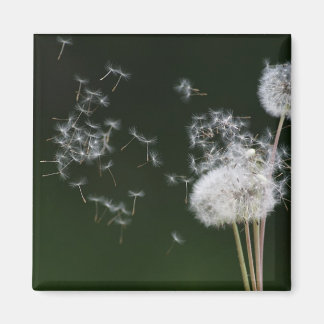 Dandelion Fluff Magneet