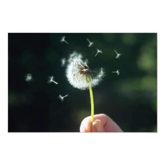 Dandelion Foto Afdruk (Voorkant)