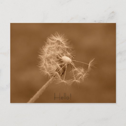 Dandelion Hello carte postale (Devant)