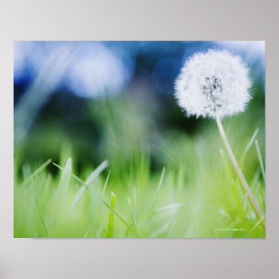 Dandelion in de weide poster