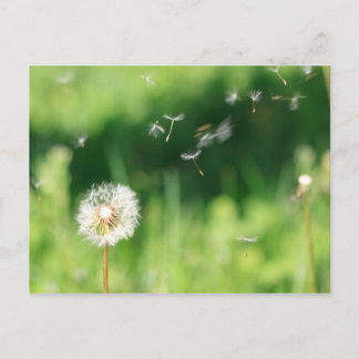 Dandelion in de wind briefkaart