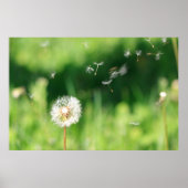 Dandelion in de wind poster (Voorkant)