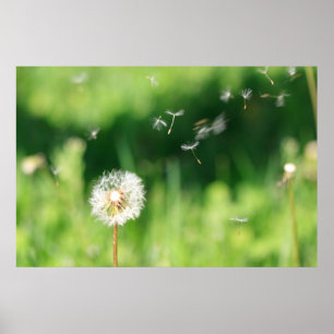Dandelion in de wind poster