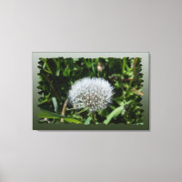 Dandelion in het gras