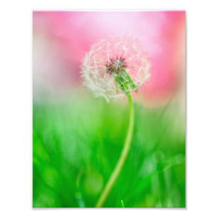 Dandelion in het voorjaar foto afdruk