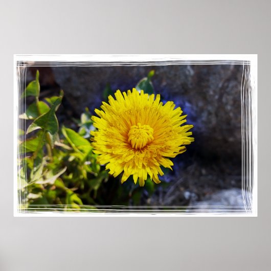 Dandelion in zonlicht poster (Voorkant)
