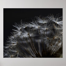 Dandelion in zwart