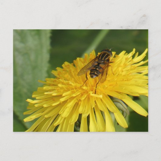 Dandelion & Insect do-it-yourself carte postale (Devant)