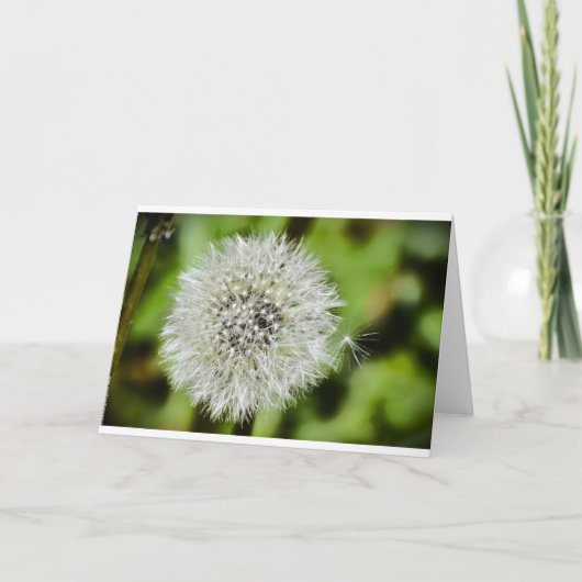 Dandelion, Kaart (Voorkant)