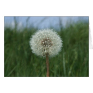 Dandelion Kaart