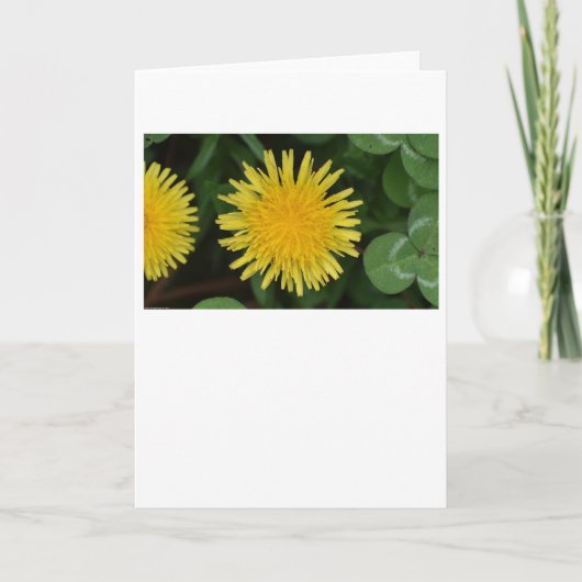 Dandelion, kaart (Voorkant)