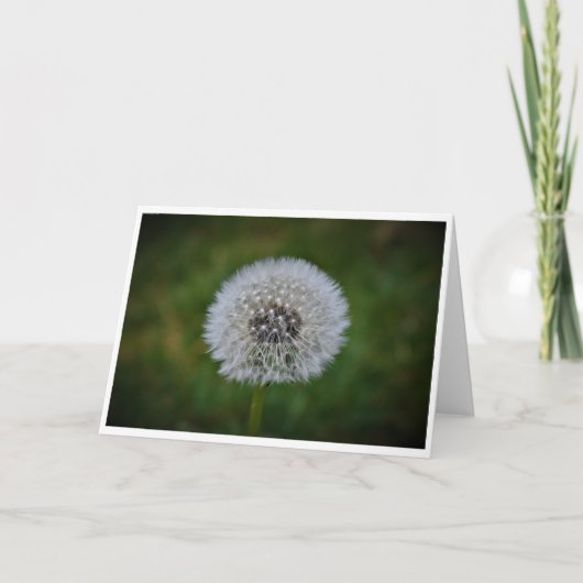 Dandelion, kaart (Voorkant)