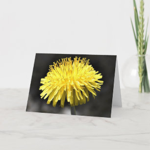 Dandelion, kaart